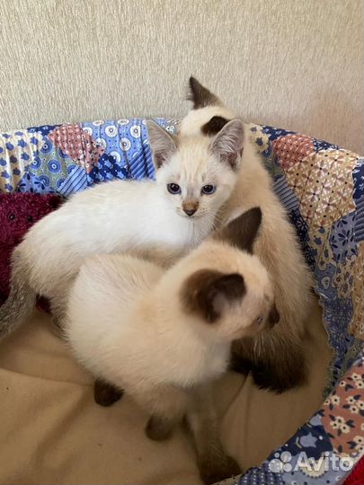Тайские котята