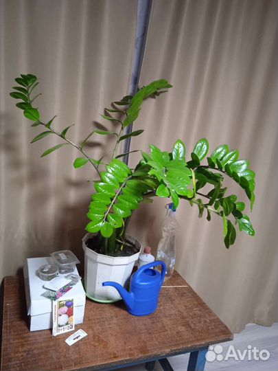 Замиокулькас