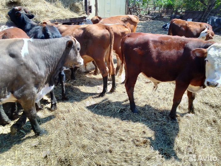 Бычки на откорм