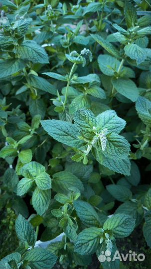 Мята садовая