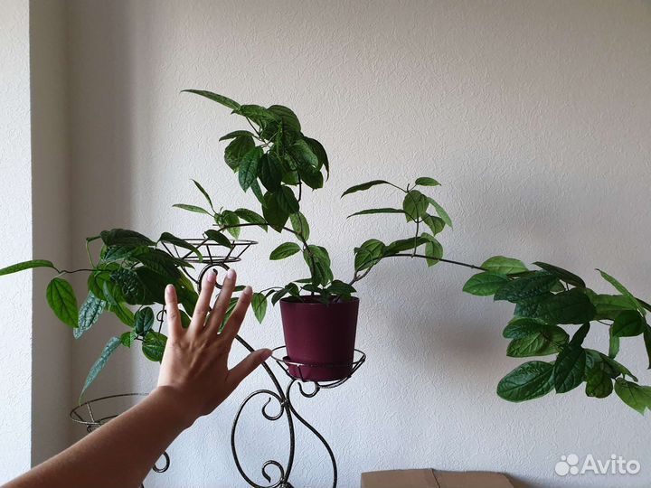 Клеродендрум томпсона