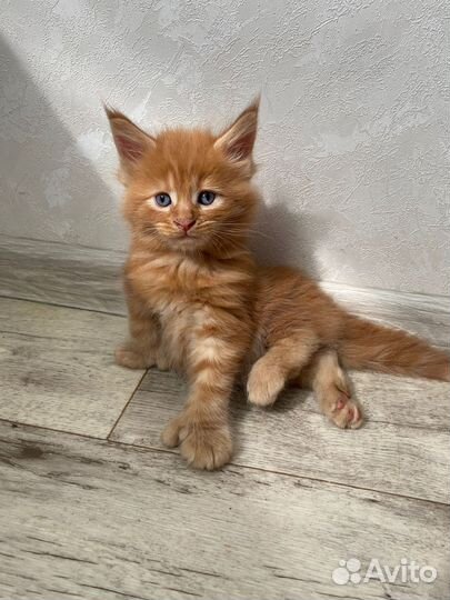 Мейн-кун полидакт (вязка)