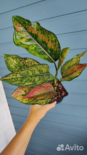 Аглаонема heng heng heng