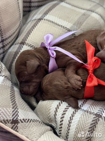 Той-пудель ред браун