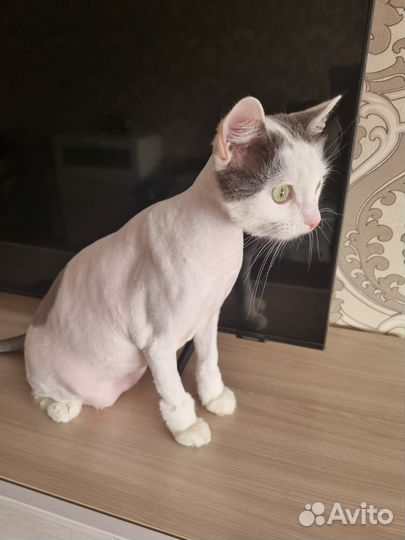 Стрижка кошек на дому