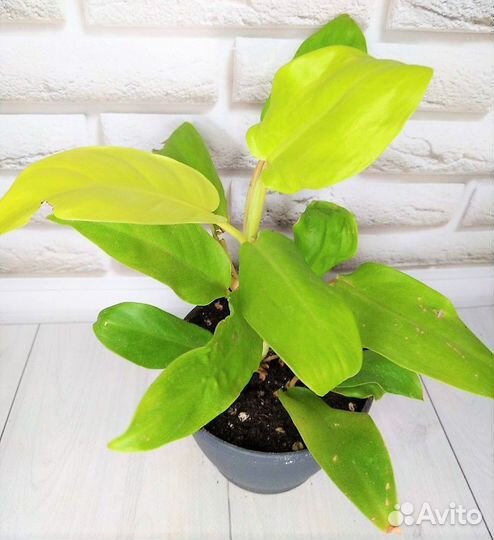 Филодендроны сортовые