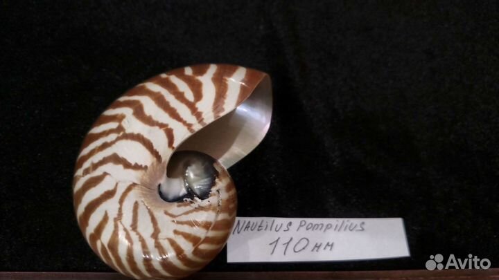 Морская раковина