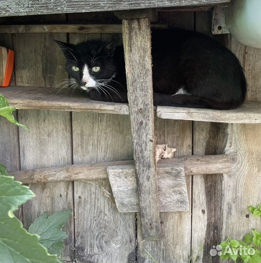 Котик в добрые руки