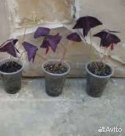 Кислица оксалис