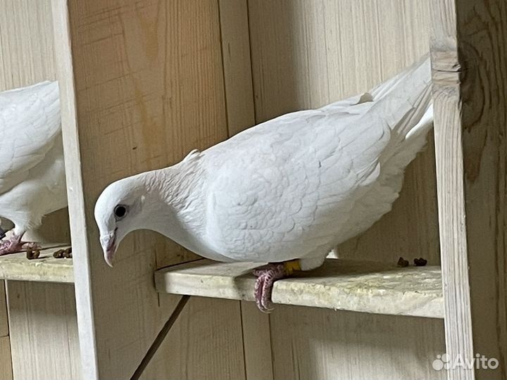 Голуби чехи