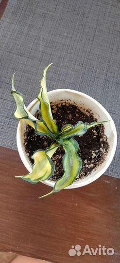 Сансевиерия Винтовая Венди