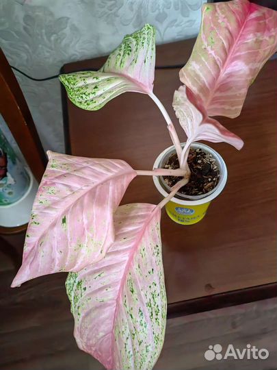 Аглонема бидодари