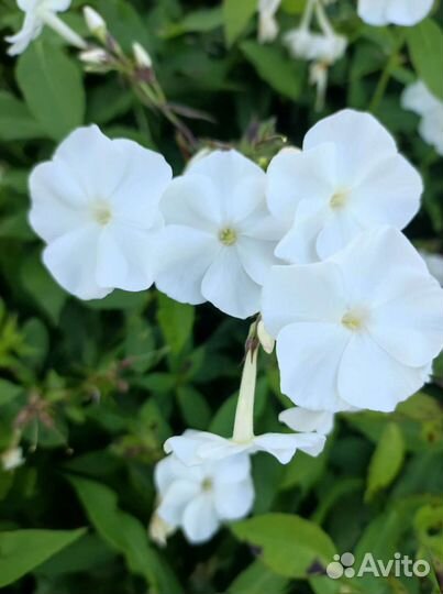 Флоксы сортовые разные