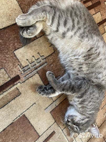 Кот в добрые руки
