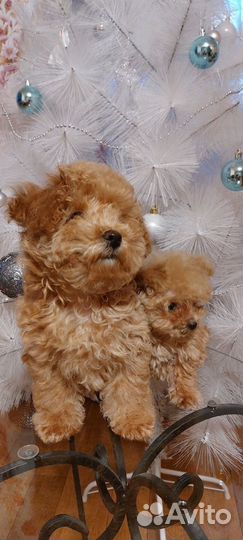 Собаки щенки Мальтипу