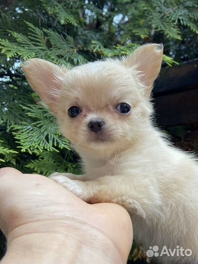 Чихуахуа Куба