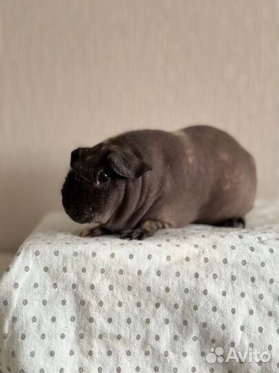 Морская свинка и вольер для морской свинки