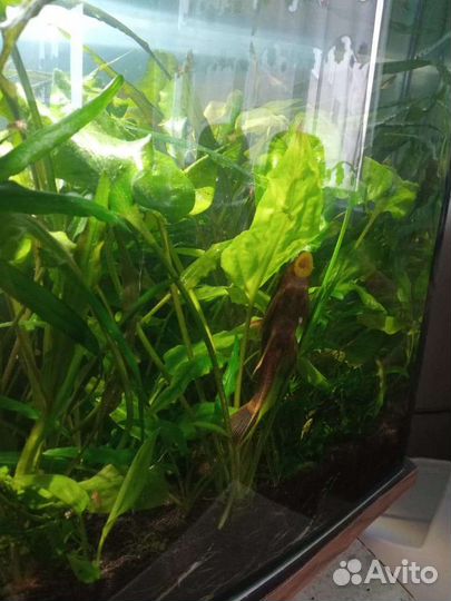 Аквариум радиусный