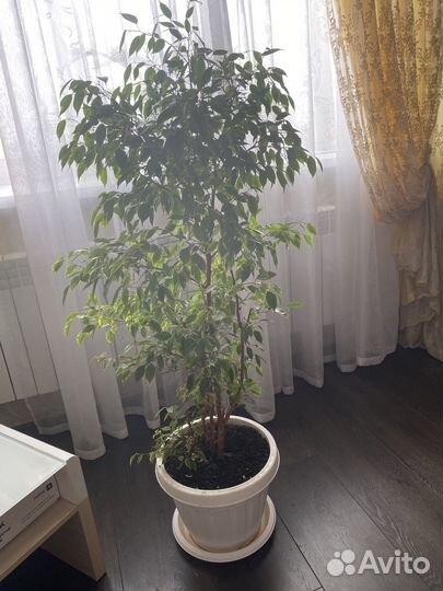 Фикус бенджамина