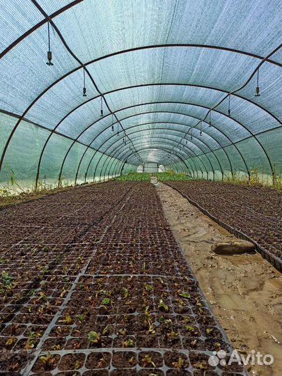 Рассада клубники оптом