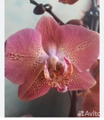 Орхидея леко фантастик купить в Красноярске | Товары для дома и дачи ...