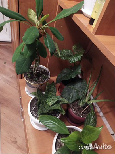 Продам цветы комнатные