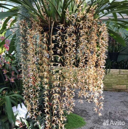 Coelogyne pulverula (syn. Coelogyne dayana)