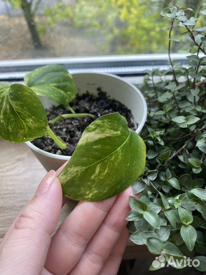 Эпипремнум с горшком