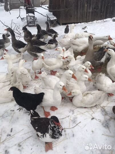 Гуси, гусята и утята дикой утки