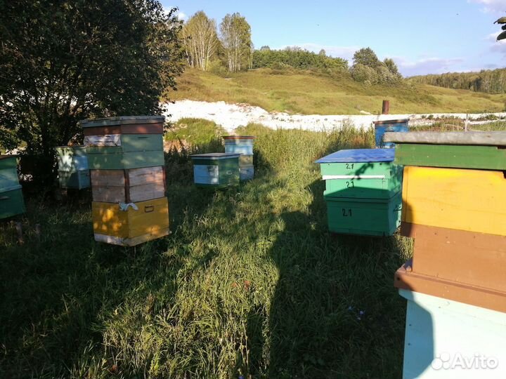 Мёд натуральный из Башкирии