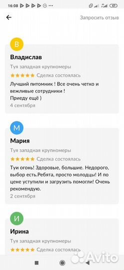 Туя западная крупномеры