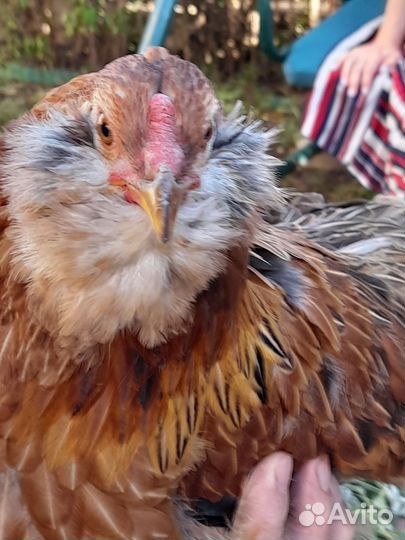 Инкубационное яйцо курочек породы Амераукана