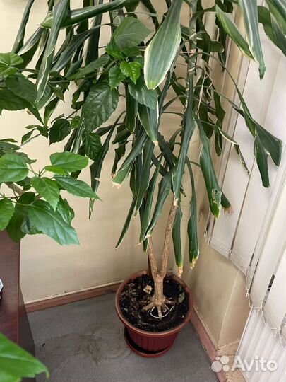 Пальма драцена