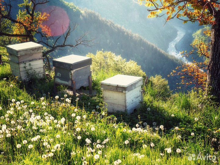 Продам пасеку