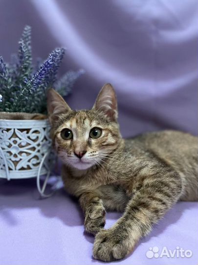 Европейская кошка в добрые руки