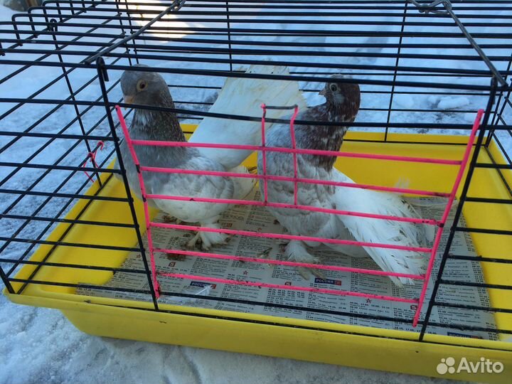 Продам статных голубей