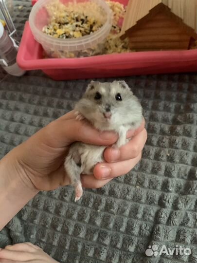 Джунгарский хомяк с клеткой