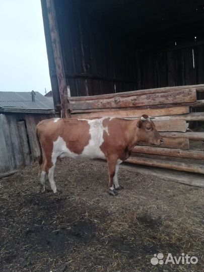 Продам корову дойную
