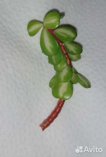 Суккуленты разные