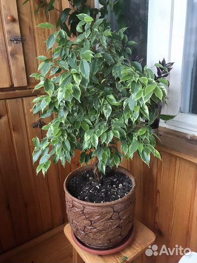 Фикус бенджамина