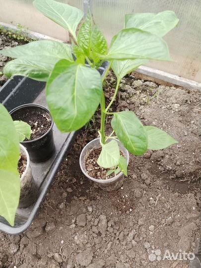 Рассада помидор, перцев