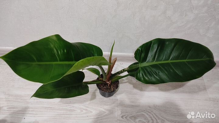 Филодендроны, часть1