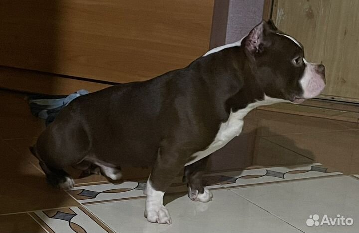 Американский булли Dexter готов к вязке линия DAX