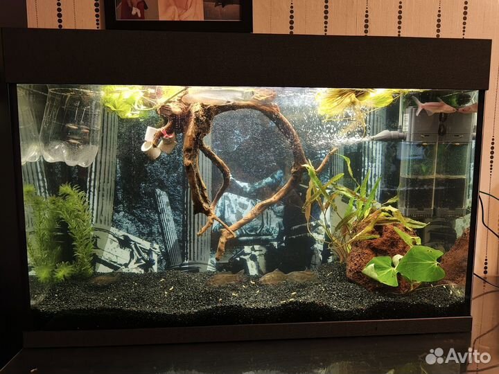 Аквариум