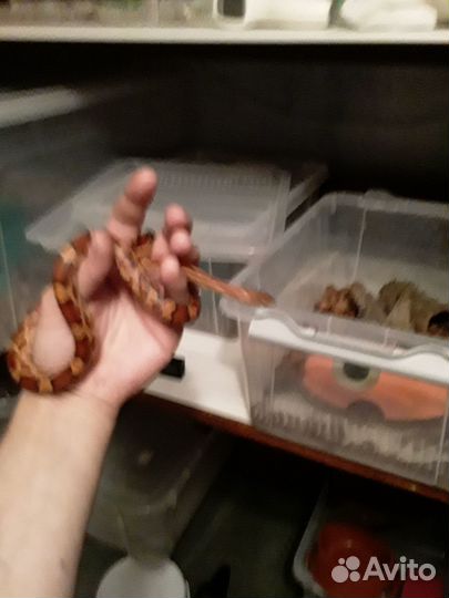 Маисовый полоз