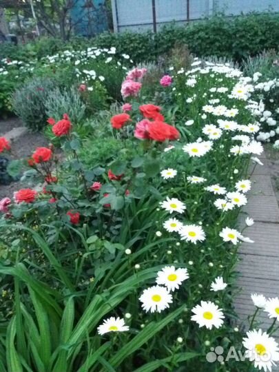 Ромашка крупная высокая саженцы