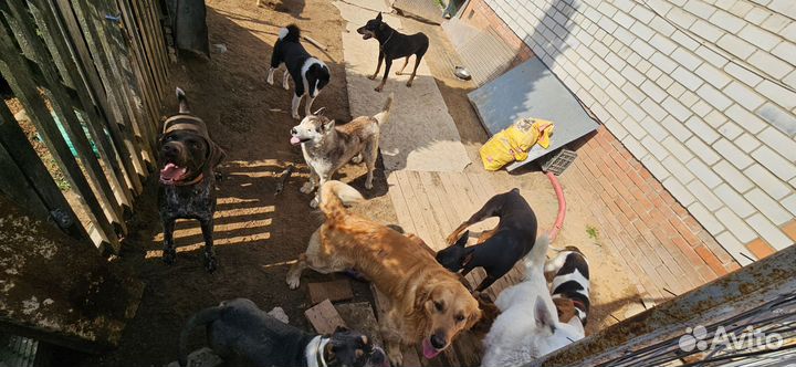 Зоогостиница (передержка животных)