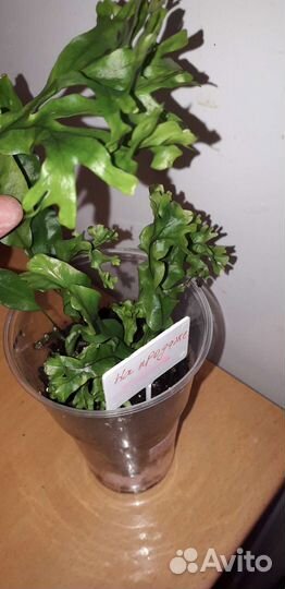 Папоротник Полиподиум Гавайская корона. Сингониум