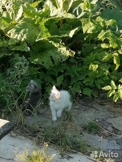 Кошки и котята