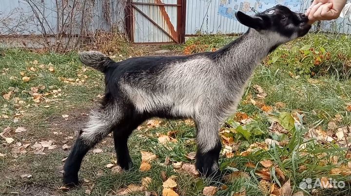 Альпийский козлик